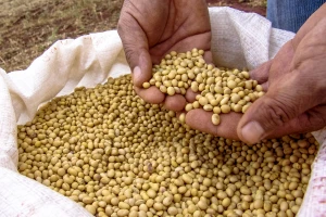 Skok cena: Soja 80 dinara, kukuruz 23,5, pšenica 21,6 dinara za kilogram