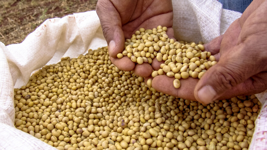 Skok cena: Soja 80 dinara, kukuruz 23,5, pšenica 21,6 dinara za kilogram