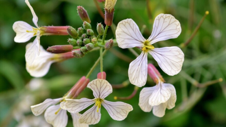 Zelenišno đubrenje: Rauola se seje postrno jer vrlo otporna na sušu