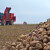 Proizvođačima šećerne repe 35.000 dinara po hektaru