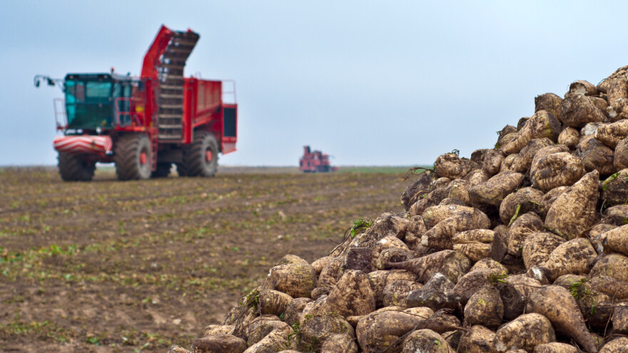 Zašto njemački poljoprivrednici odustaju od uzgoja šećerne repe?