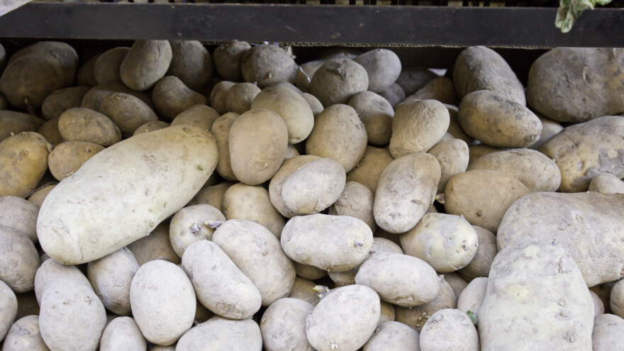 Četiri najčešće bolesti koje se javljaju na uskladištenom krumpiru
