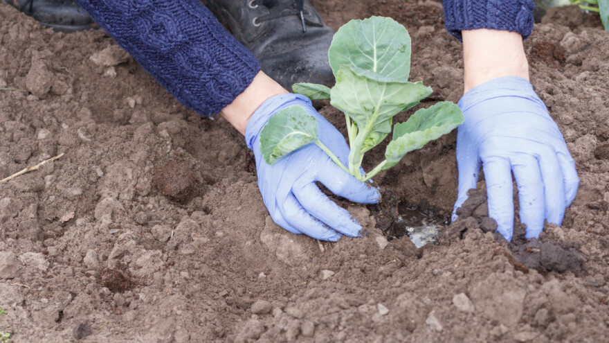 Kreće uzgoj povrća na otvorenom - evo kako provesti program zaštite