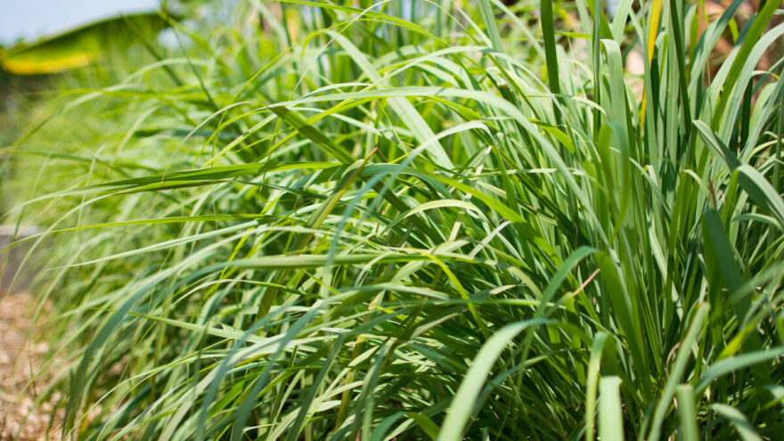 Zasadite limunsku travu u martu - u posudama ili na otvorenom