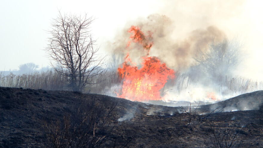 Užas u Australiji, farmer morao usmrtiti krave ozlijeđene u požaru