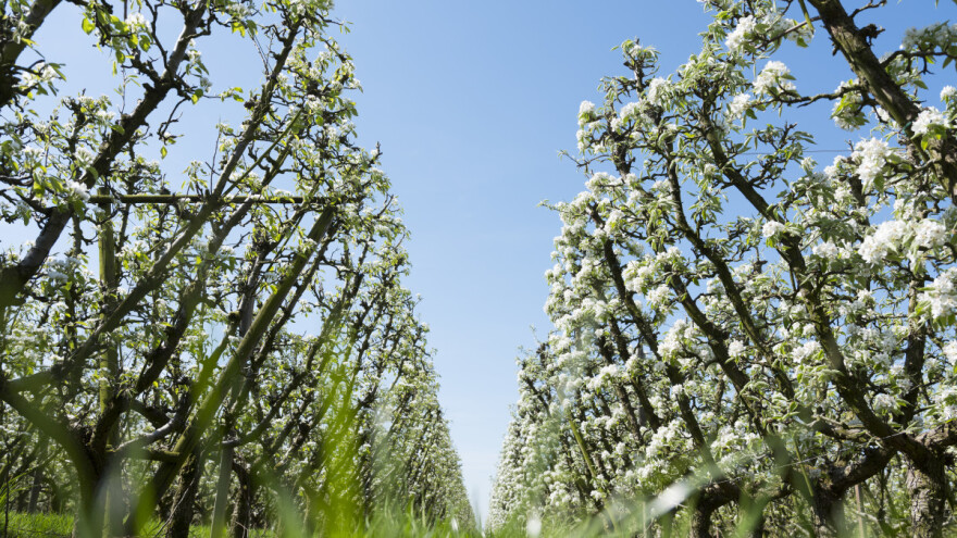 Zatravljeni voćnjak: Koliko redovno kositi travu?