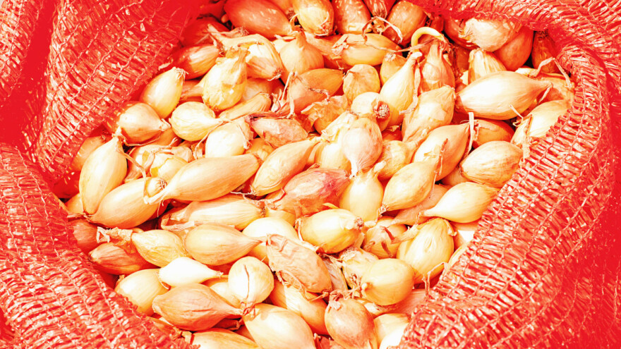 Pred nama je sadnja crvenog luka - koji su dobri predusjevi?