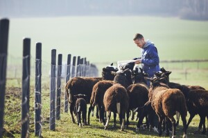Kako izgleda recept obroka za priplodne ovce?
