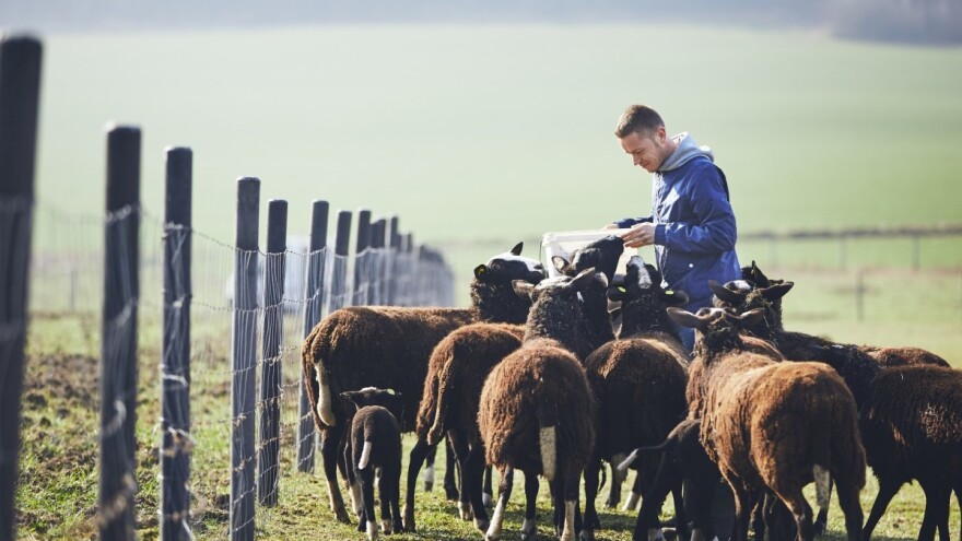 Kako izgleda recept obroka za priplodne ovce?