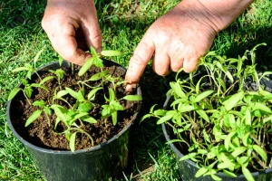 Pikiranjem rasada do ujednačenijeg rasta, ranije berbe i većeg prinosa