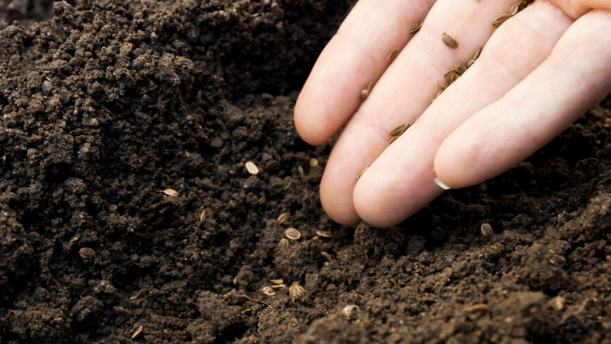 Zbog čega je bitno provjeravanje klijavosti sjemena?