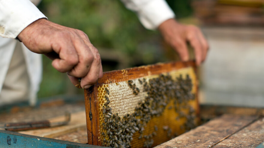 Kako umnožiti zajednicu bez nabave nove matice koristeći resurse iz vlastite košnice?