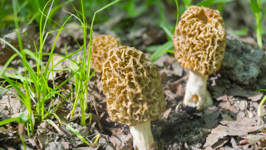 Kako, kada i koje gljive brati?