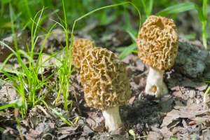 Kako, kada i koje gljive brati - otkriva iskusni poznavatelj
