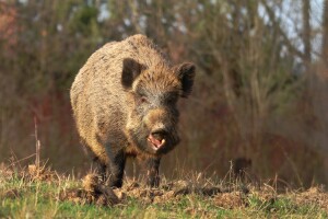 Divlja svinja napala vlasnika ovaca, uspio ju je usmrtiti kamenom