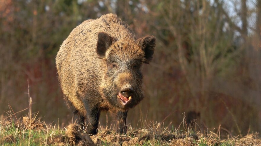 Divlja svinja napala vlasnika ovaca, uspio ju je usmrtiti kamenom