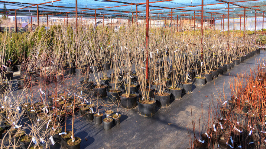 Spriječen uvoz skoro 800 sadnica voća iz Hrvatske i Italije