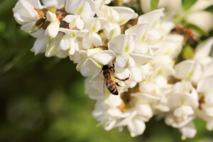 Bagremova paša - nagrada za pčele i pčelare