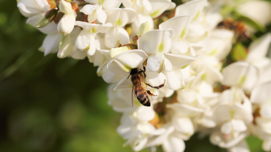 Bagremova paša - nagrada za pčele i pčelare