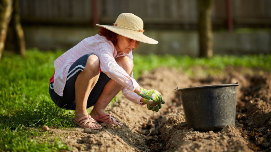 Avgust: Sjetva povrća za zimu, priprema košnica i pojačana briga o stoci