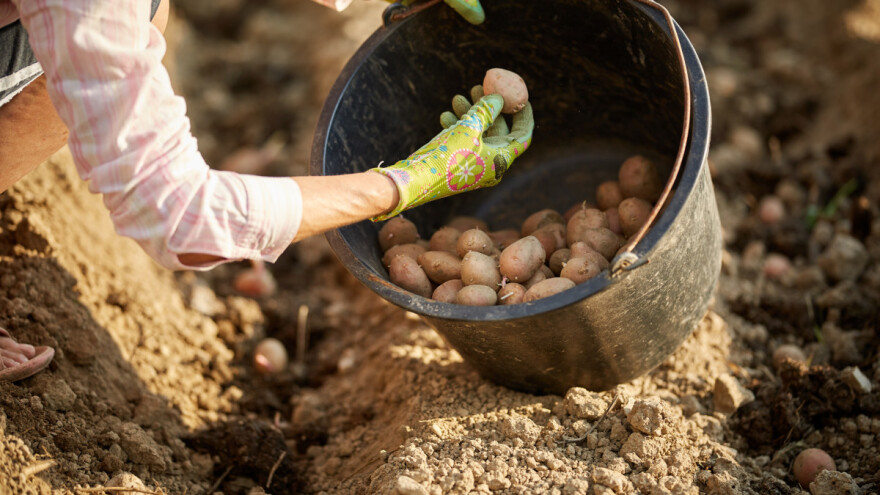 Glamočki krompir konkurentan ali nije zaštićen, proizvođači imaju velike gubitke!