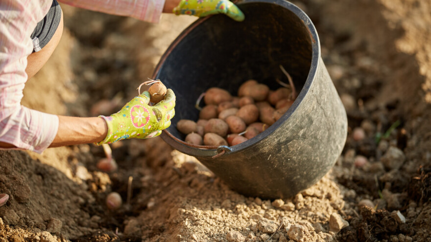 Biljne kupke iz starih vremena - što se u čemu namače?