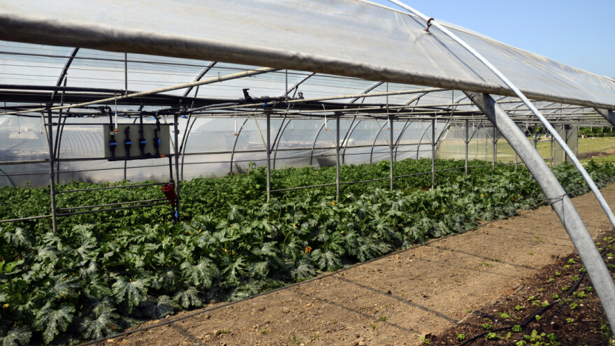 Prednosti proizvodnje tikvica u zaštićenom prostoru