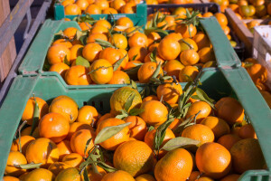 Ponovo zabranjen uvoz mandarina iz Hrvatske
