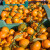 Ponovo zabranjen uvoz mandarina iz Hrvatske