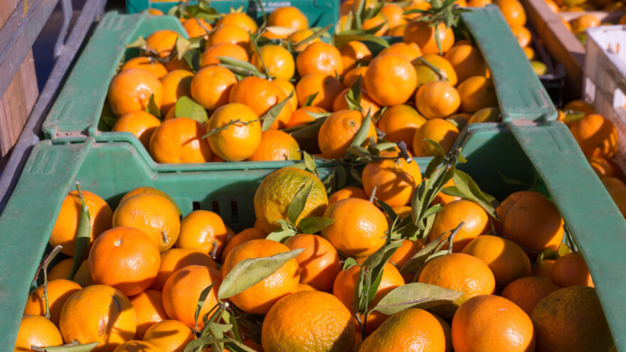 Ponovo zabranjen uvoz mandarina iz Hrvatske