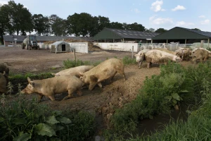 Vranje ulaže u razvoj gazdinstava - dogodine predviđen 41 million dinara