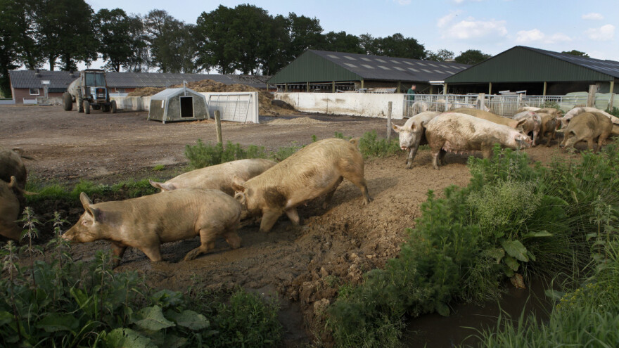 Vranje ulaže u razvoj gazdinstava - dogodine predviđen 41 million dinara