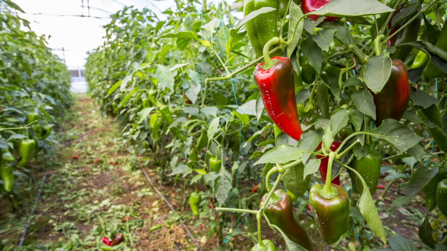Seoski brica uzgaja papriku koja pronalazi kupce u Mađarskoj  i Hrvatskoj