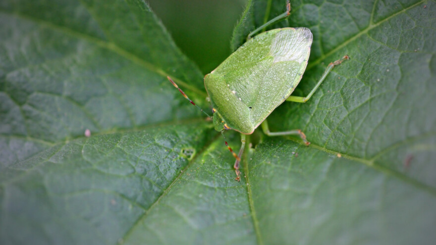 Zahlađenje narednih dana - jabuke napadaju zelena i braon stenica