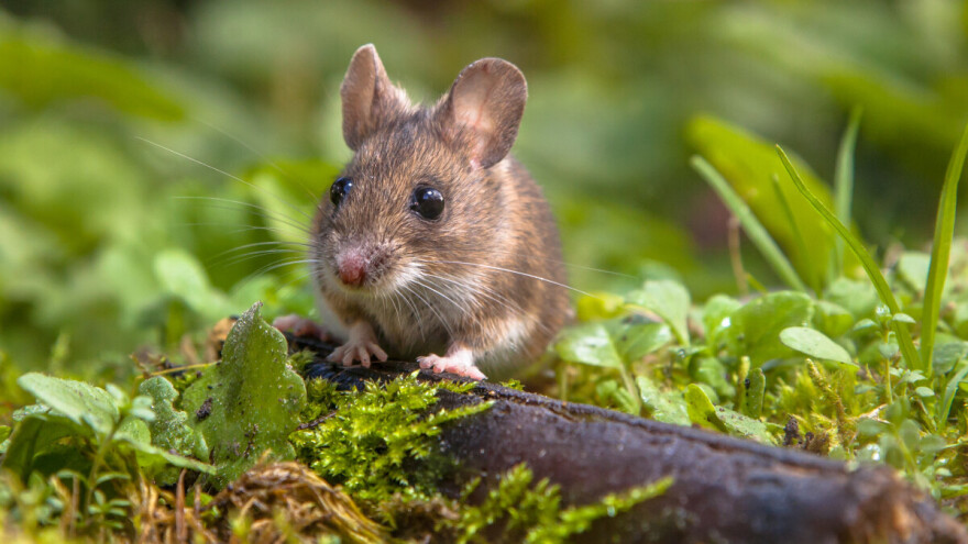 Hladno i oblačno vreme - trenutak da zaštitite useve od glodara
