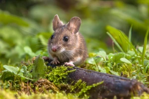 Širi se mišja groznica: Poljoprivrednici pod najvećim rizikom