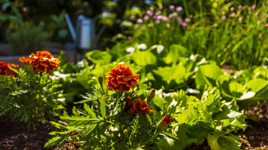 Uštedite vreme i napravite vrt koji se lako održava
