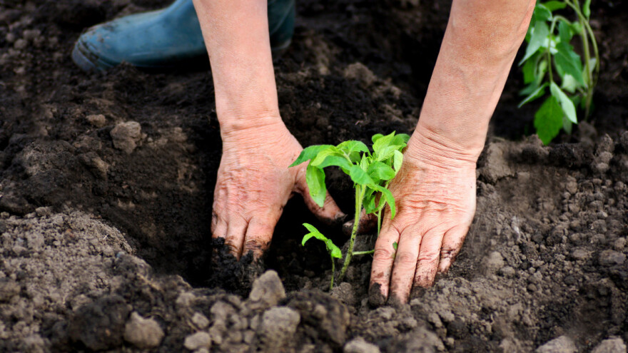 Maj je mjesec sadnje rasada - smanjimo stres presađivanja