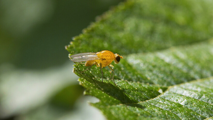 Prepoznajte opasnu sirćetnu mušicu i suzbijte je na vrijeme!