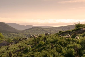 Bura oko lažne eko proizvodnje i vraćanja 3 milijarde kuna digla Hrvatsku na noge, što je istina?