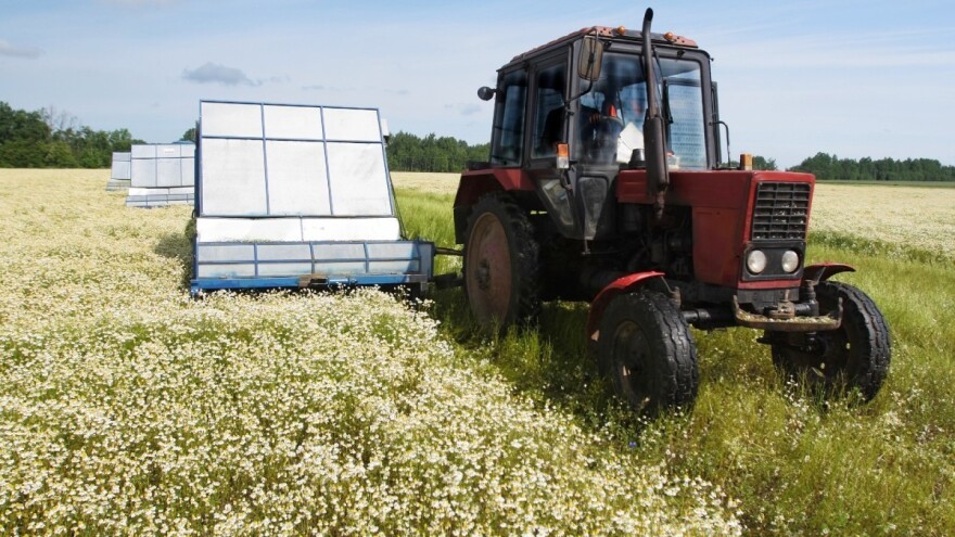 Kada i na kakvom zemljištu sijati kamilicu?
