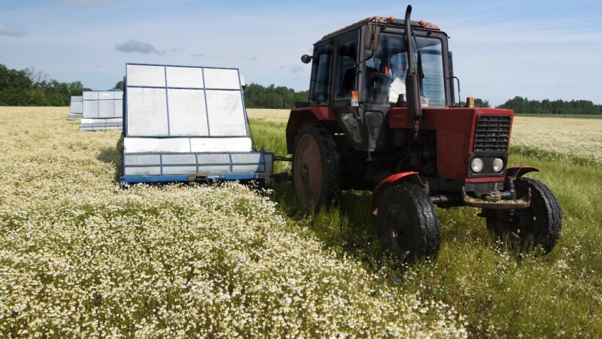 Kada i na kakvom zemljištu sejati kamilicu?