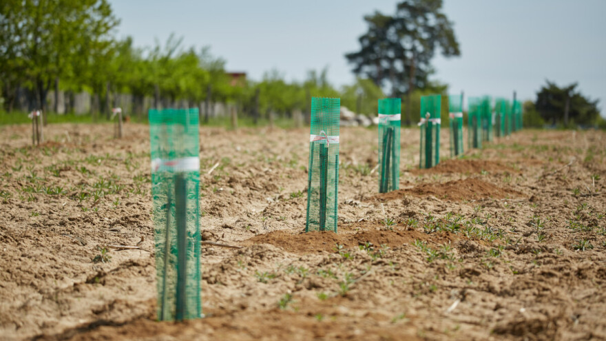Kako pripremiti zemljište za podizanje zasada oraha?