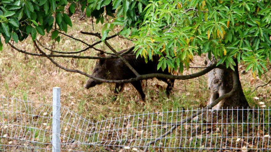 Nemačka od Poljske traži izgradnju ograde za zaštitu od ASK-a