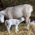 Kako pripremiti ovcu za janjenje - šišanje, odvajanje i dežura?