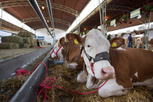 Nanotehnologija "skup sport" za animalnu proizvodnju - šta bi značila za farmere?