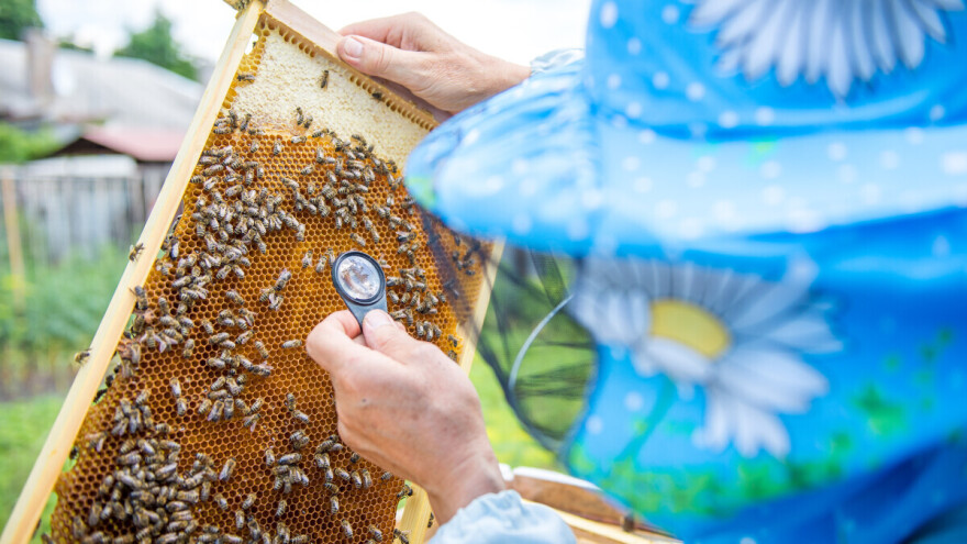 Varoa se ipak ne hrani samo masnim tkivom pčela