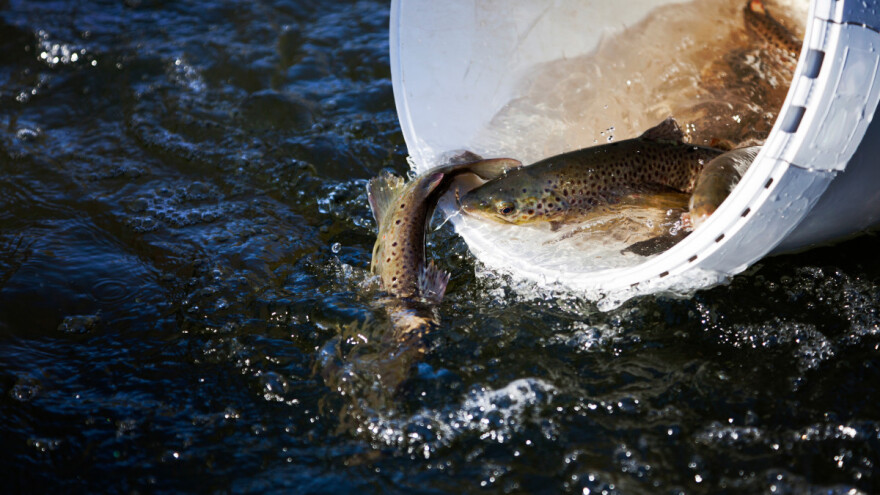 Dva jezera poribljena sa 50 hiljada mlađi potočne pastrmke