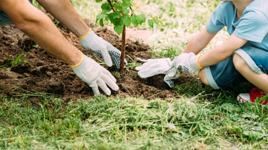 Zasadi stablo, ne budi panj!