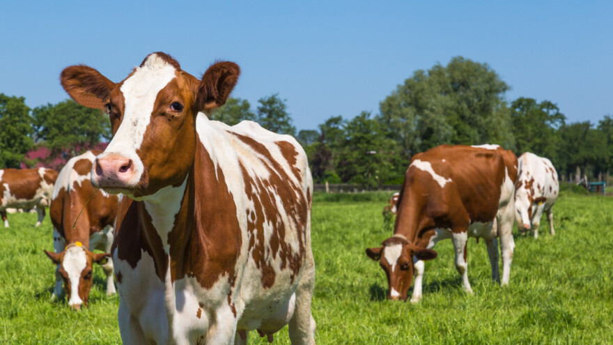 Isplaćeno 20 milijuna kuna za rasplodne junice